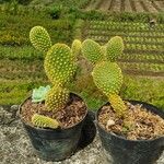 Opuntia microdasys Blad