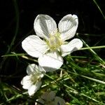 Parnassia palustris Fiore
