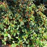 Rhododendron ferrugineum Habit