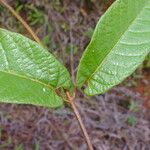 Mandevilla hirsuta List