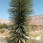 Yucca brevifolia Kukka