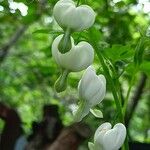 Lamprocapnos spectabilis Flower