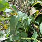 Solidago rigida Folla