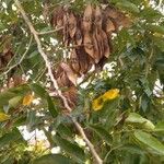 Dalbergia hupeana Fruto