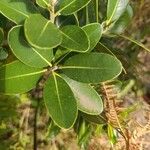 Sideroxylon borbonicum Yaprak