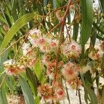 Eucalyptus camaldulensis Λουλούδι