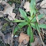 Plantago lanceolata Blad