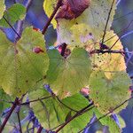 Vitis californica Blatt