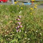 Ophrys apiferaBlomst