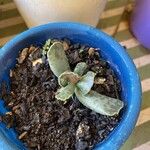 Adromischus cooperi Folha