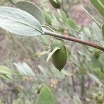 Simmondsia chinensis Fruit