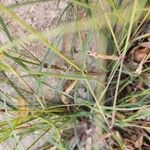 Aristida adscensionis Leaf