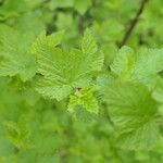 Physocarpus capitatus Leaf