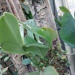 Pleurothallis restrepioides Yaprak