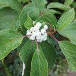 Cornus sericea Frukto