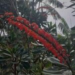 Norantea guianensis Floare
