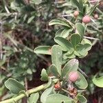 Gymnosporia buxifolia Leaf