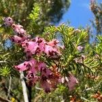 Erica australis Fiore