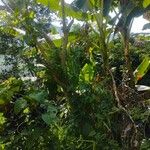 Acnistus arborescens Hoja