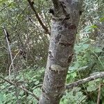 Elaeagnus rhamnoides Bark