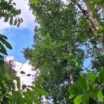 Pleodendron costaricense Habit