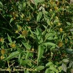 Bidens vulgata Vekstform