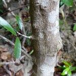 Arthroclianthus angustifolius Kabuk