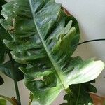 Philodendron bipennifolium ഇല