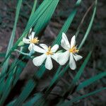 Eleutherine bulbosa Flower