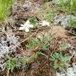 Coptis trifolia Habitus