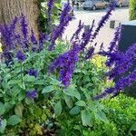 Salvia farinacea Blüte