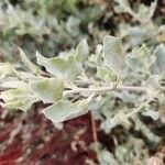 Atriplex halimus Blad