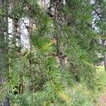 Larix occidentalis Leaf