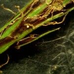 Carex depressa Other