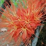 Brownea rosa-de-monte Flower