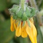 Rudbeckia hirta Drugo