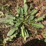 Rumex pulcher Leaf