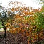 Rhus chinensis Inny