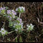 Navarretia leucocephala Habitatea