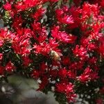 Cyathopsis floribunda Flor