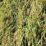 Oryza sativa आदत