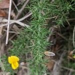 Ulex europaeus Blad