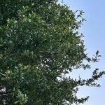 Quercus virginiana List