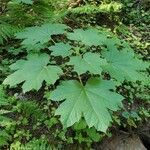 Oplopanax horridus Hoja