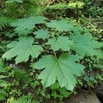 Oplopanax horridus Folha