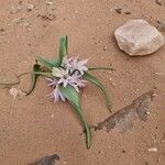 Colchicum ritchii പുഷ്പം