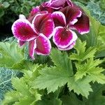 Pelargonium × hybridumÕis