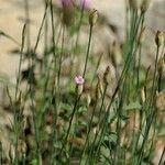 Petrorhagia prolifera 形態