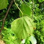 Betula pubescens برگ