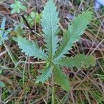 Potentilla gracilis Leaf